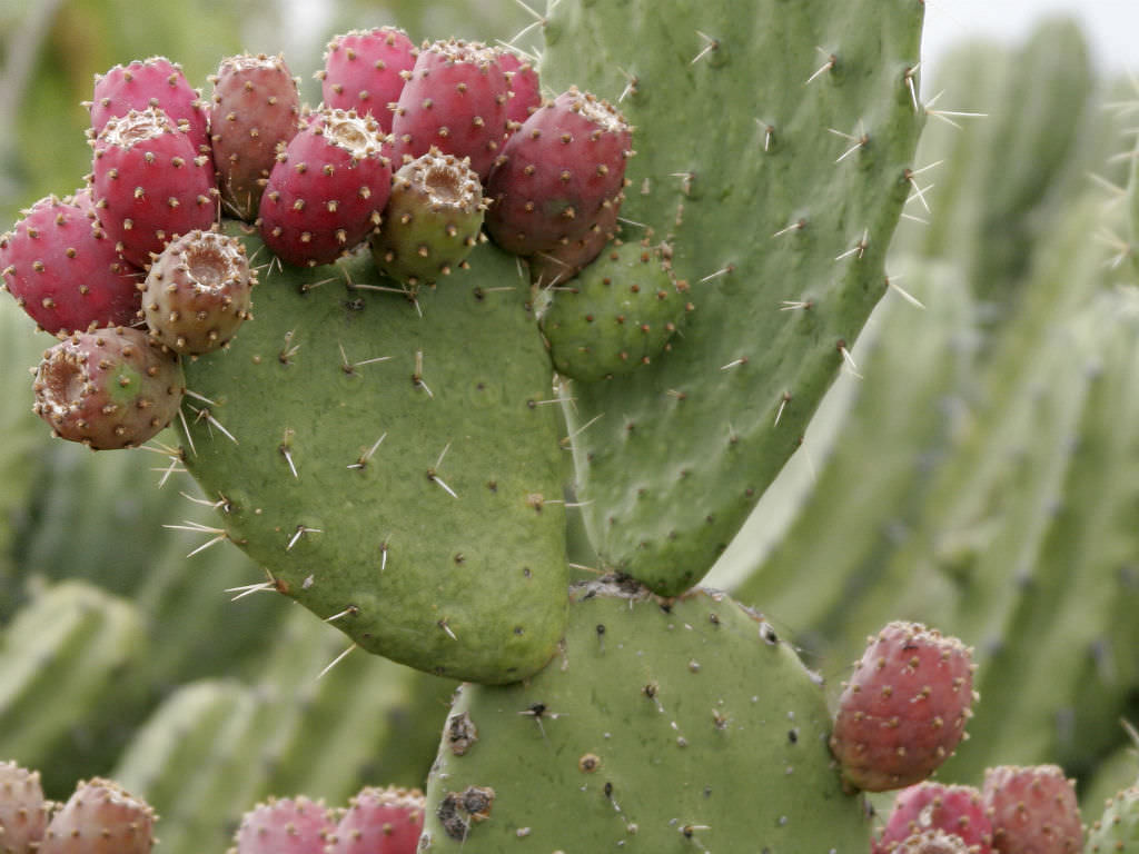 cactus pear