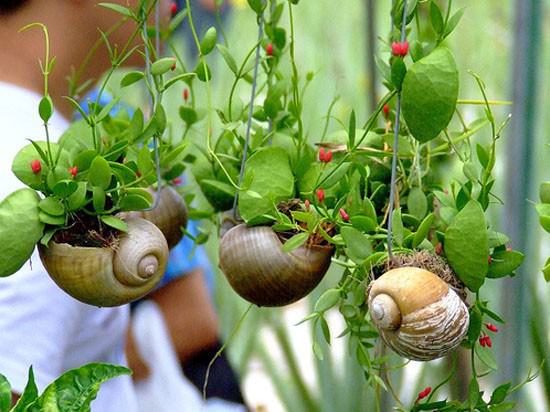Snail Shell Miniature Gardens