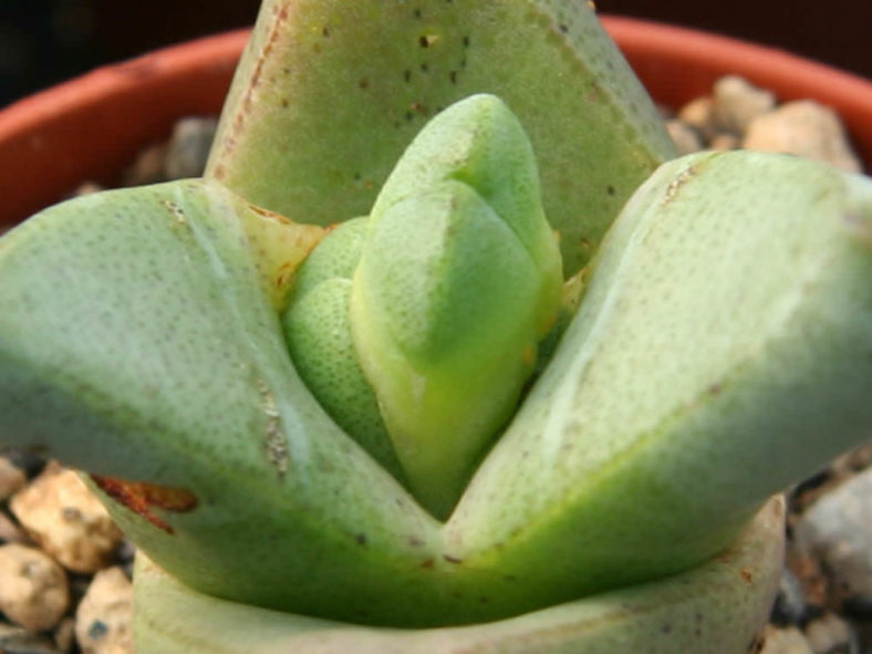 Tanquana prismatica (Rock Mesemb)