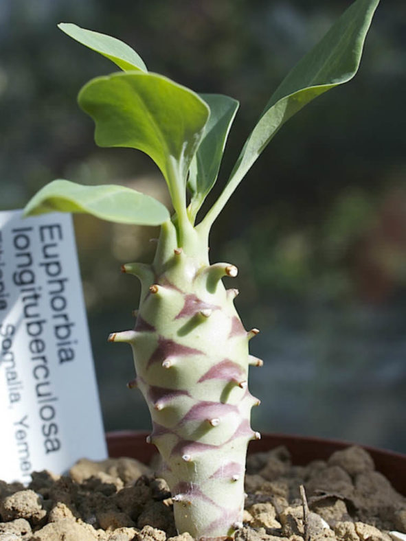 Euphorbia longituberculosa