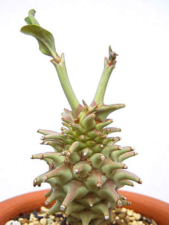 Euphorbia longituberculosa