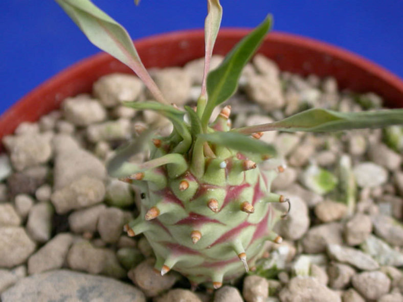Euphorbia longituberculosa