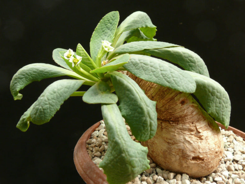 Euphorbia primulifolia