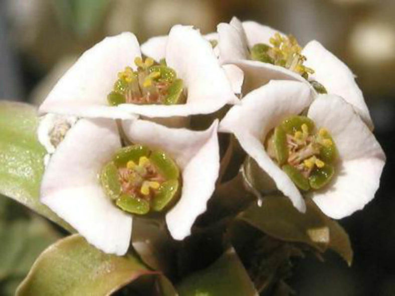 Euphorbia primulifolia