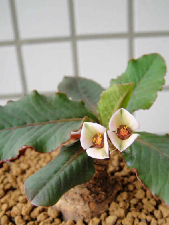 Euphorbia primulifolia