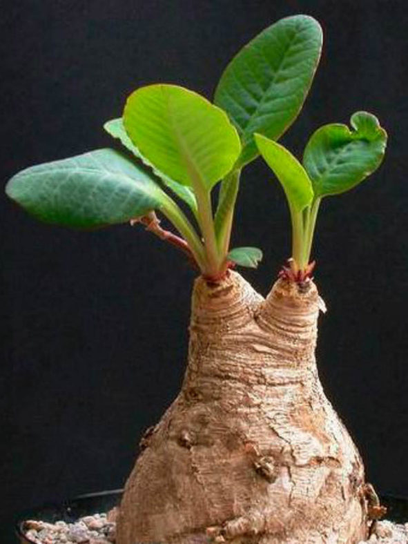 Euphorbia primulifolia