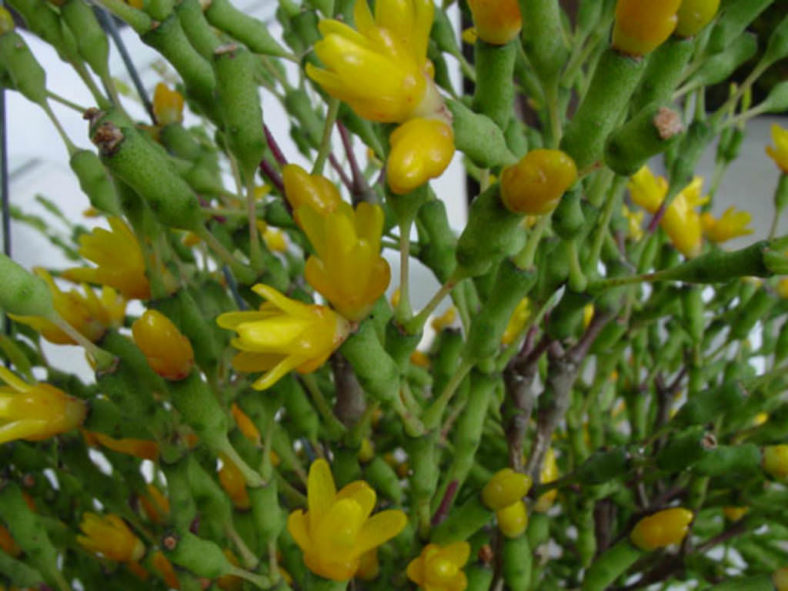 Hatiora salicornioides (Dancing Bones)