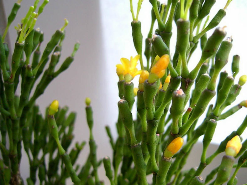 Hatiora salicornioides (Dancing Bones)