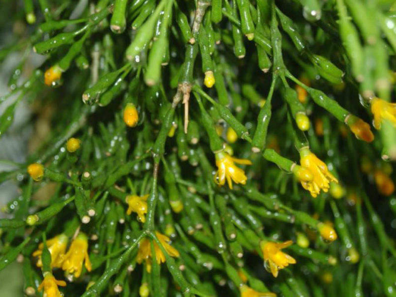 Hatiora salicornioides (Dancing Bones)