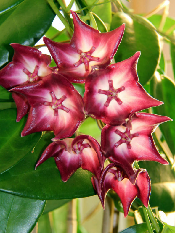 Hoya macgillivrayi