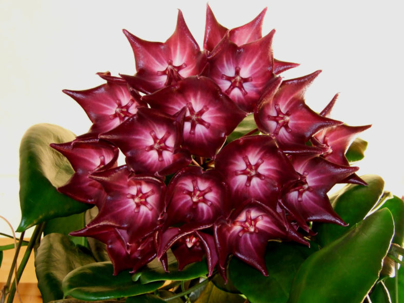 Hoya macgillivrayi