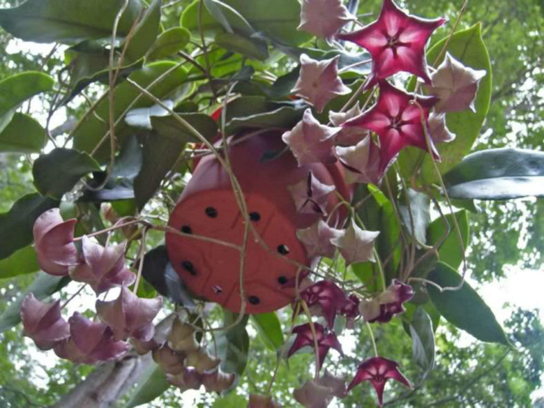 Hoya macgillivrayi