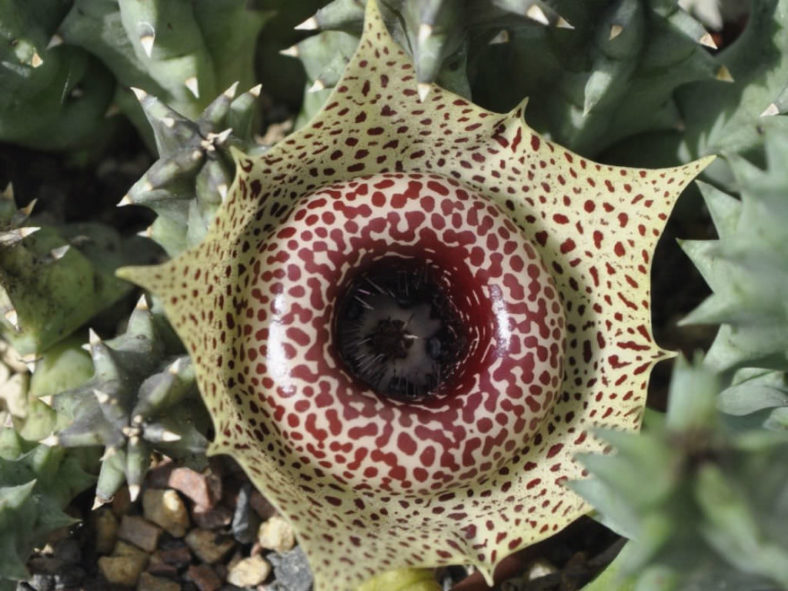 Huernia guttata
