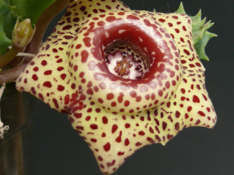 Huernia guttata