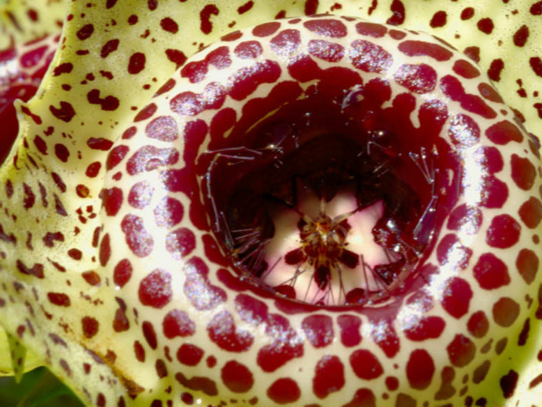Huernia guttata