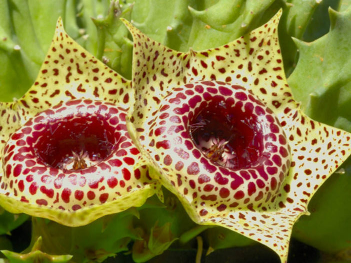 Huernia guttata