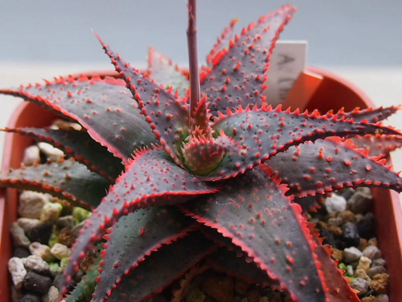 Aloe 'Christmas Carol'