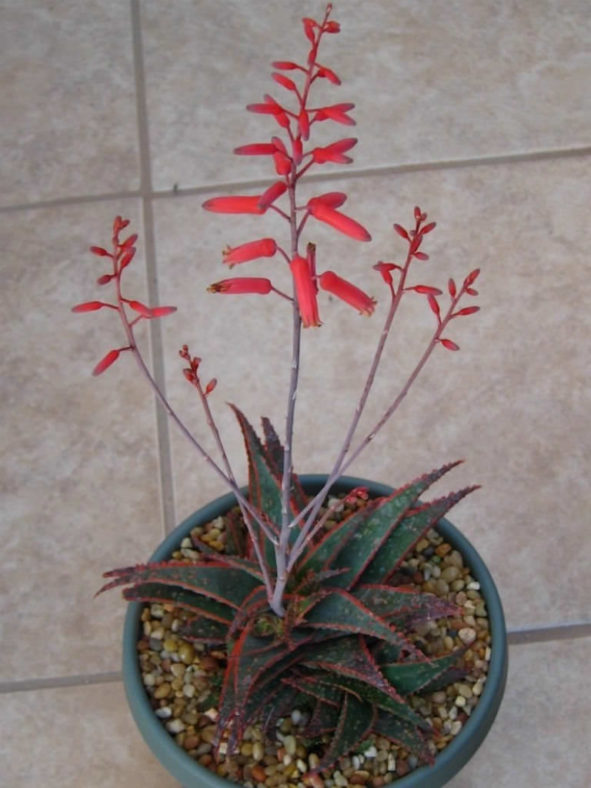 Aloe 'Christmas Carol'