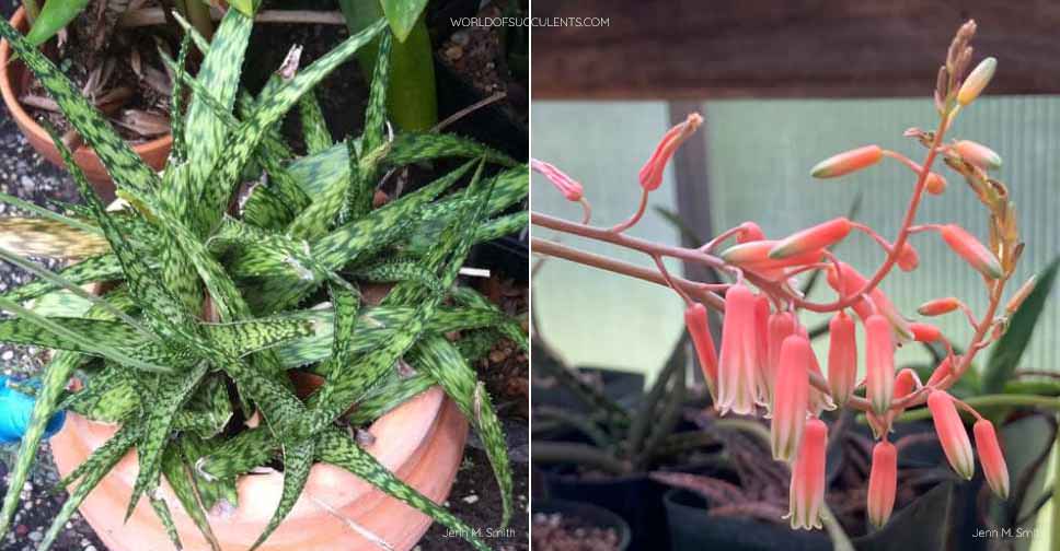Aloe 'Lizard Lips' World of Succulents