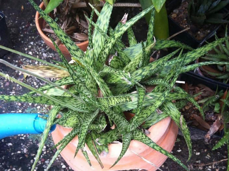 Aloe 'Lizard Lips'. A clump of rosettes.