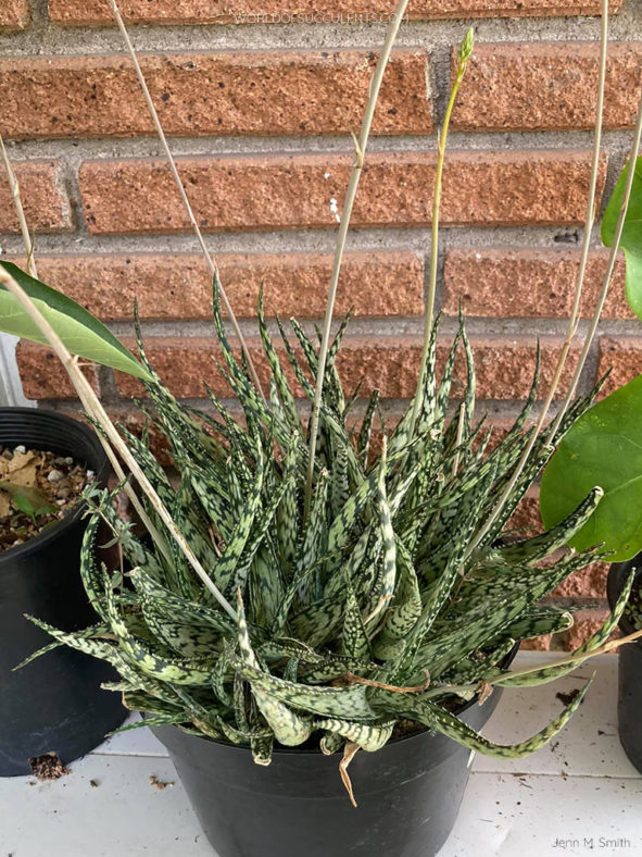 Aloe 'Lizard Lips'. A dense clump of rosettes with flower stalks.