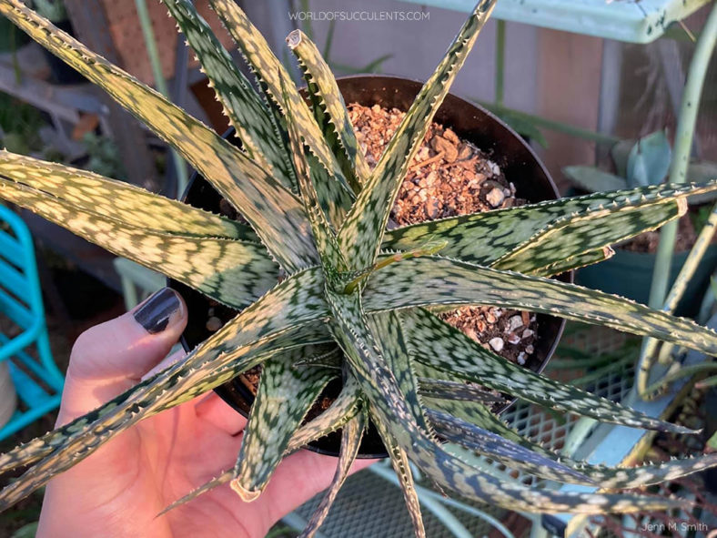 Aloe 'Lizard Lips'. Top view of a rosette with an offset and a flower stalk.
