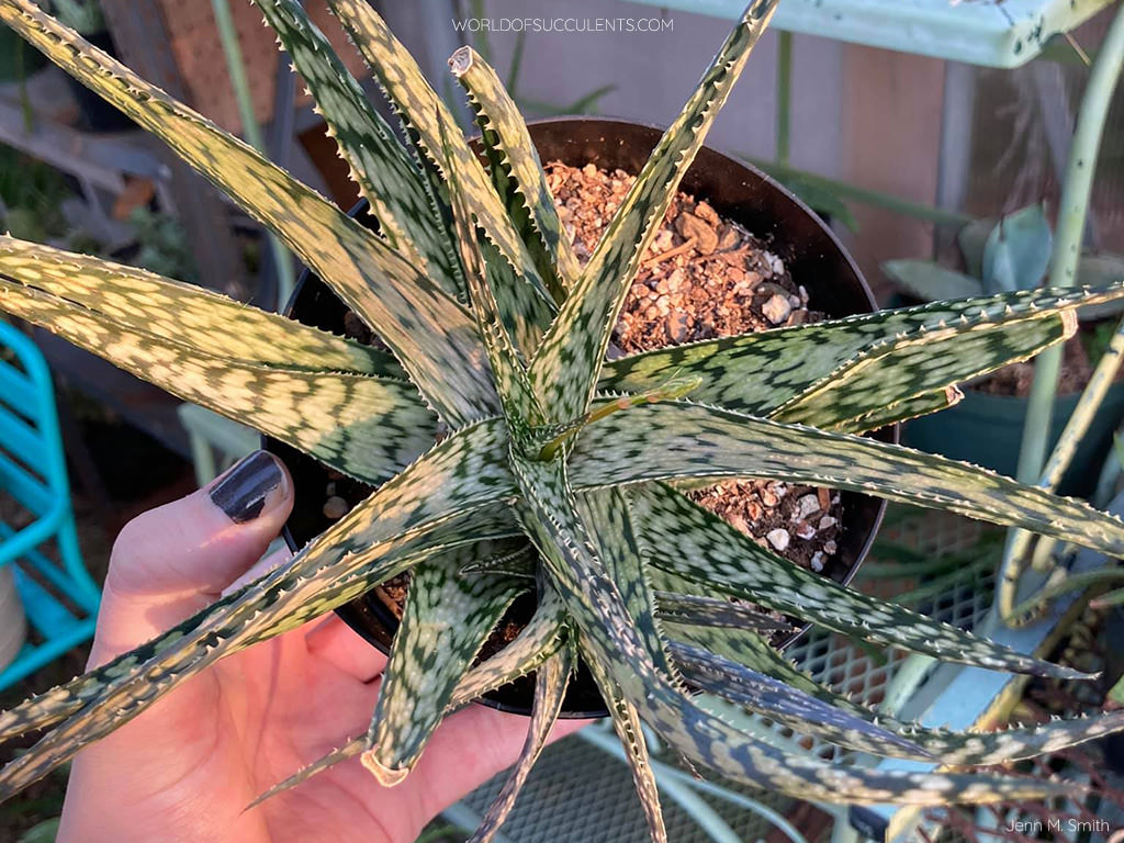 Aloe 'Lizard Lips'. Top view of a rosette with an offset and a flower stalk. 