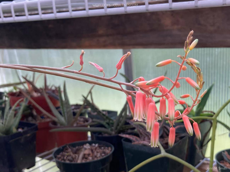 Aloe 'Lizard Lips'. Flowers.