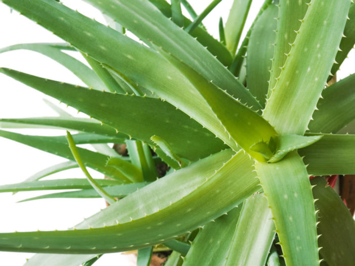 10 Aloe Vera Myths | World of Succulents