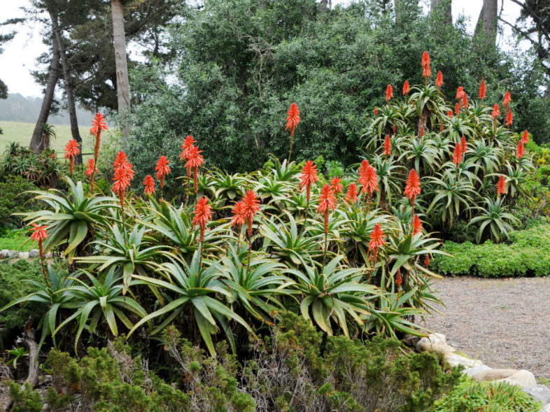 Grow and Care Aloe (Aloe arborescens)