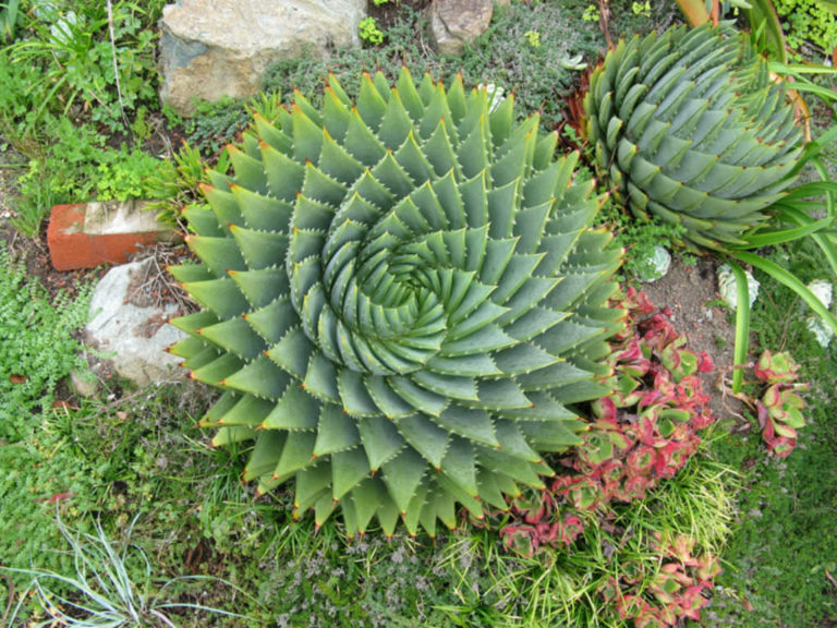 spiral aloe succulent facts