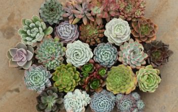 How to Grow and Care for Echeveria Echeveria