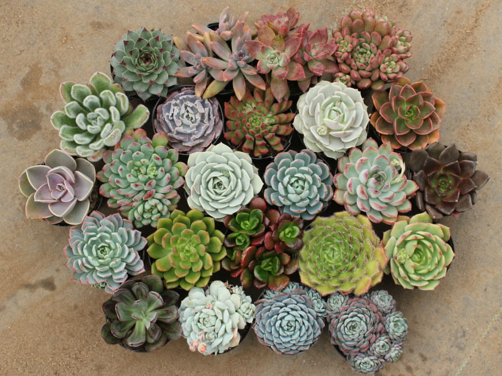 How To Grow And Care For Echeveria World Of Succulents