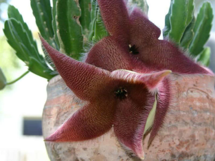 Stapelia grandiflora (Giant Toad Plant)