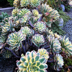 Aeonium 'Sunburst' - World of Succulents