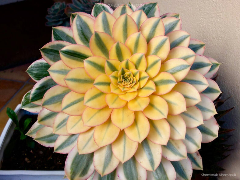 Aeonium 'Sunburst', commonly known as Copper Pinwheel