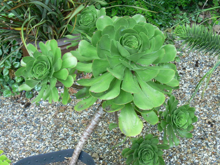 Aeonium ciliatum