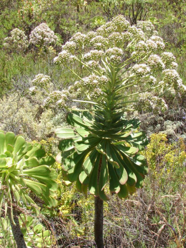 Aeonium ciliatum