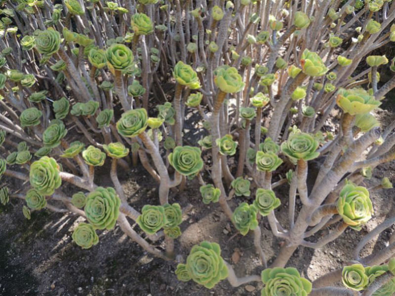 Aeonium ciliatum