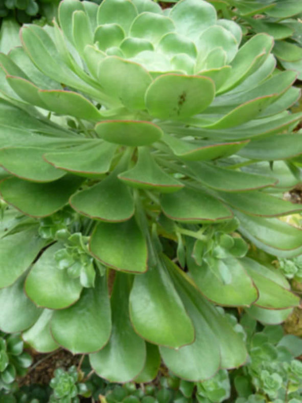 Aeonium ciliatum