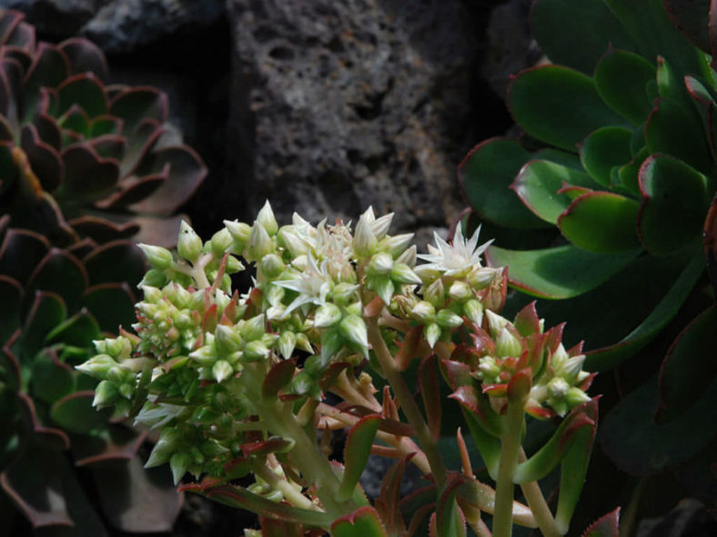 Aeonium davidbramwellii
