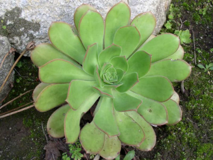 Aeonium davidbramwellii