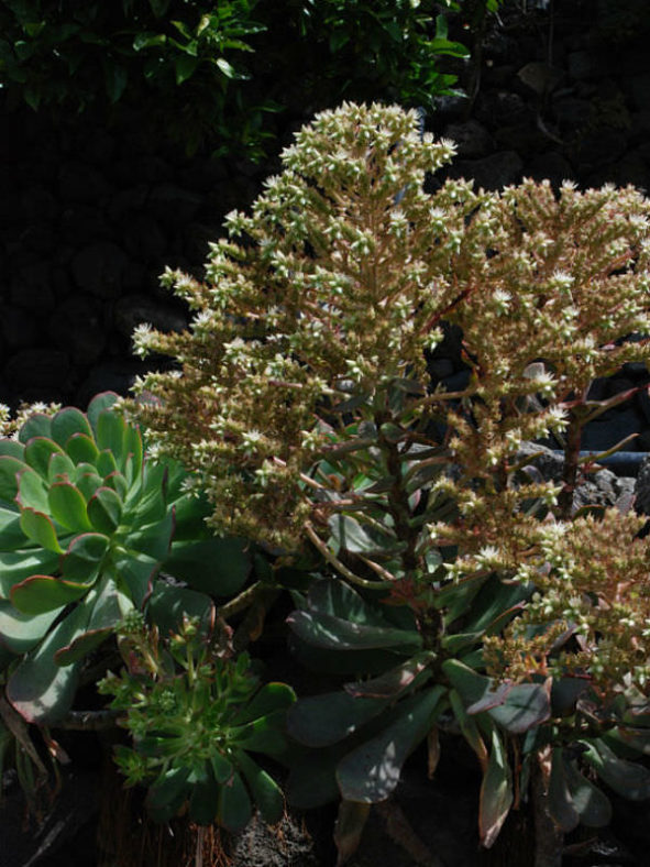 Aeonium davidbramwellii