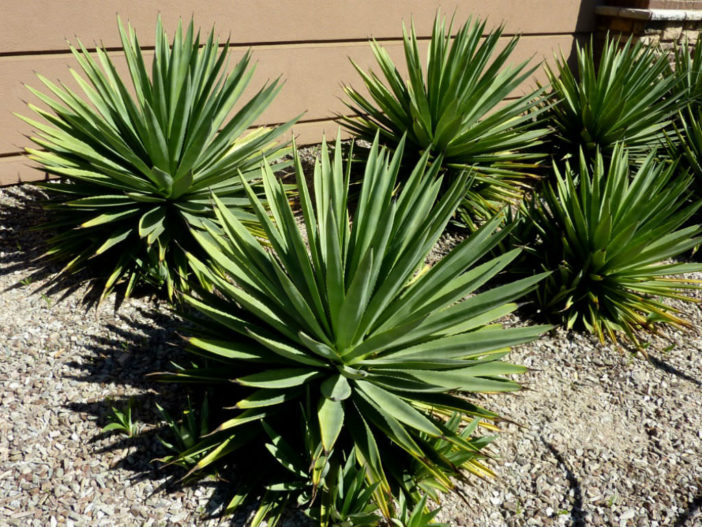 Agave angustifolia (Caribbean Agave)