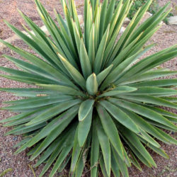 Agave angustifolia (Caribbean Agave) - World of Succulents