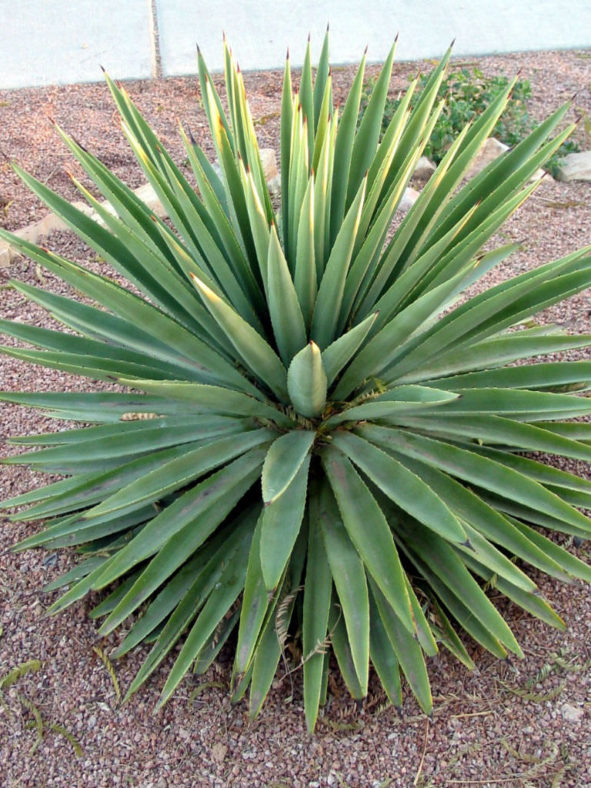 Agave angustifolia (Caribbean Agave)