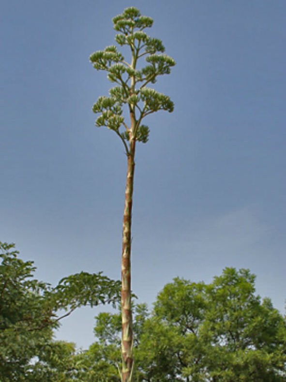 Agave angustifolia (Caribbean Agave)