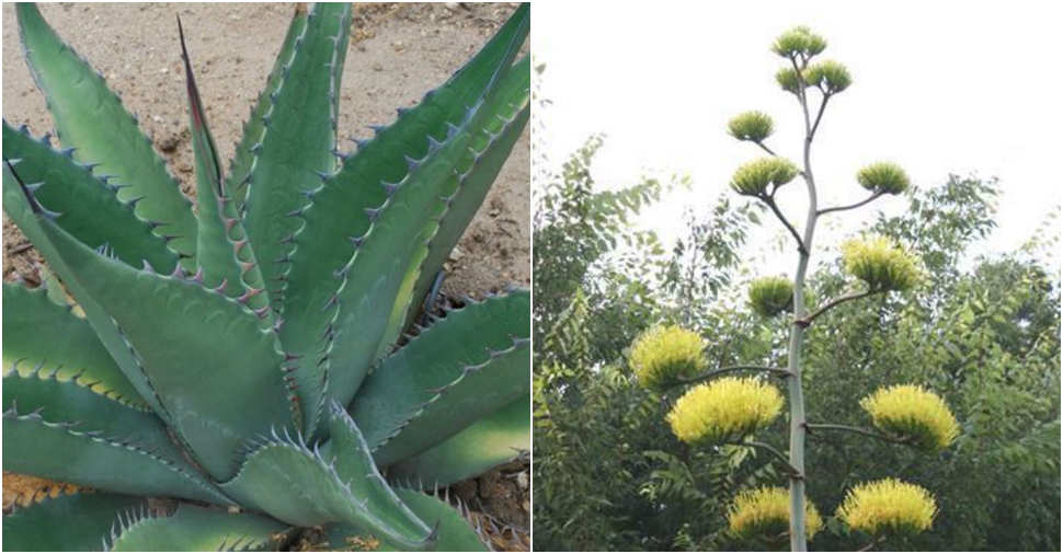 Agave asperrima (Rough Agave) - World of Succulents