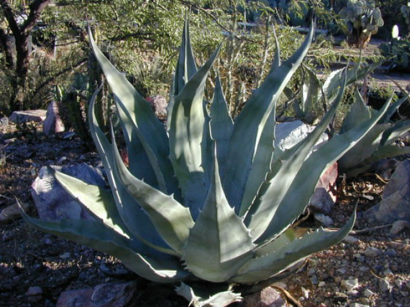 Agave asperrima (Rough Agave) - World of Succulents