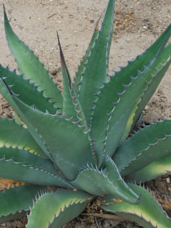 Agave asperrima (Rough Agave)